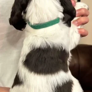 ENGLISH AMERICAN COCKERS SPANIEL