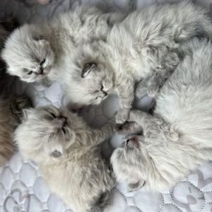 Persian kittens