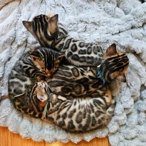 Bengal kittens