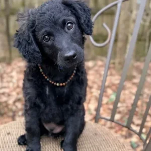 Super sweet and smart Havapoo/Mini Goldendoodle mix